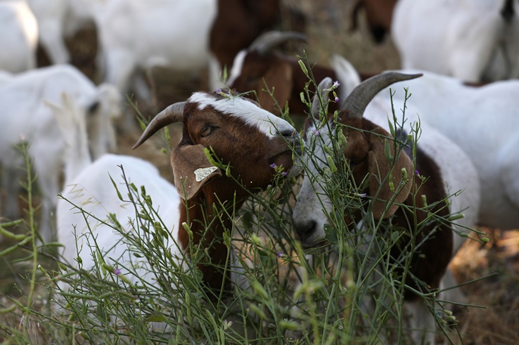 The goats are Spanish-Boer cross, a curious, intelligent and voracious breed