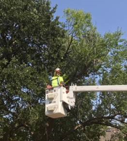 Grounds worker trims trees