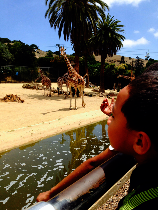 boy with giraffe