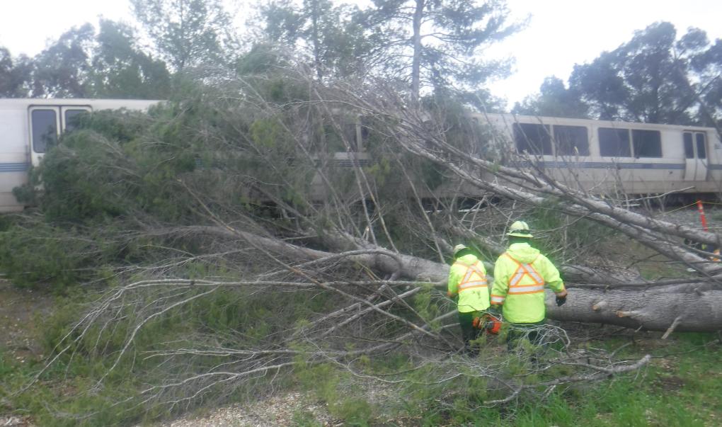 Emergency Workers cut branches off of a fallen tree that has impacted a BART train.