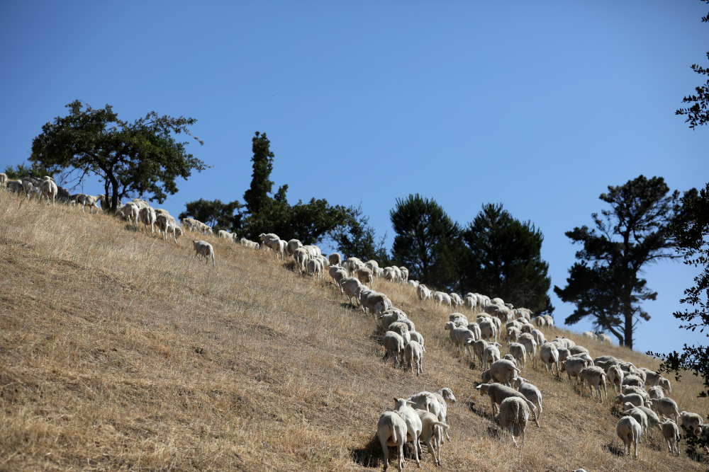 Sheep on a hill near Walnut Creek Station