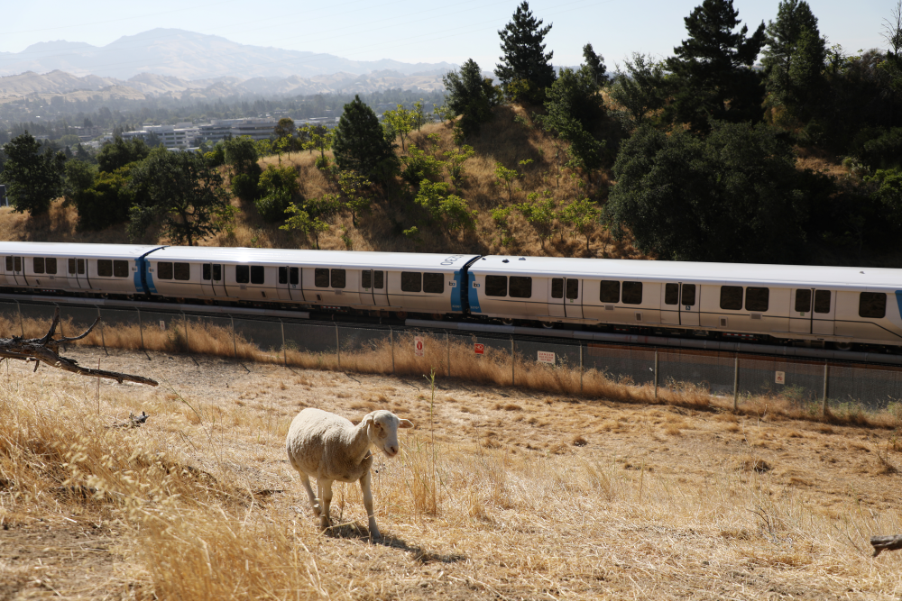 A sheep in front of a BART train near Walnut Creek Station