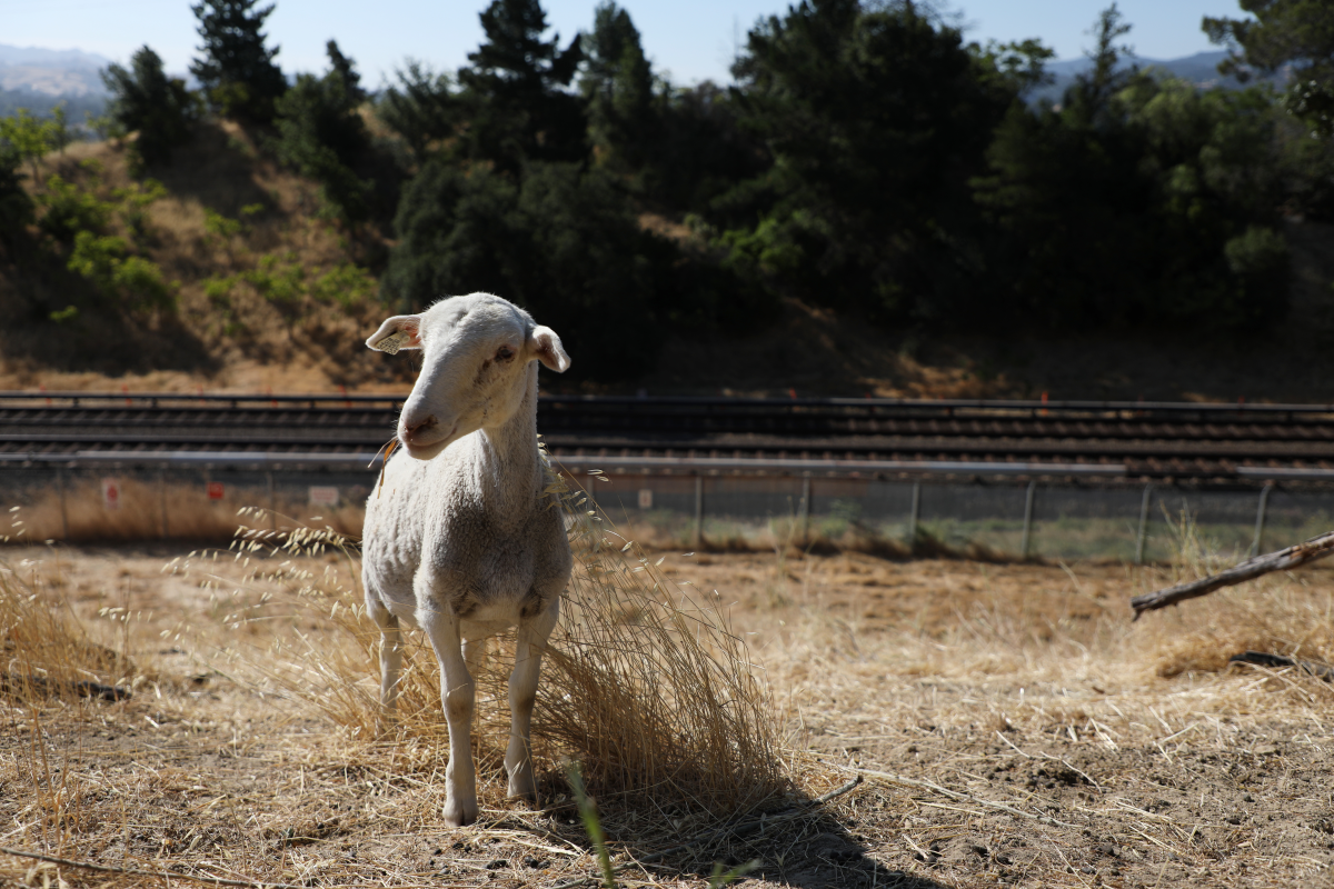 A sheep on a hill near Walnut Creek Station