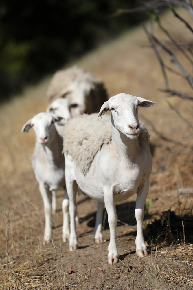 Sheep on a hill near Walnut Creek Station