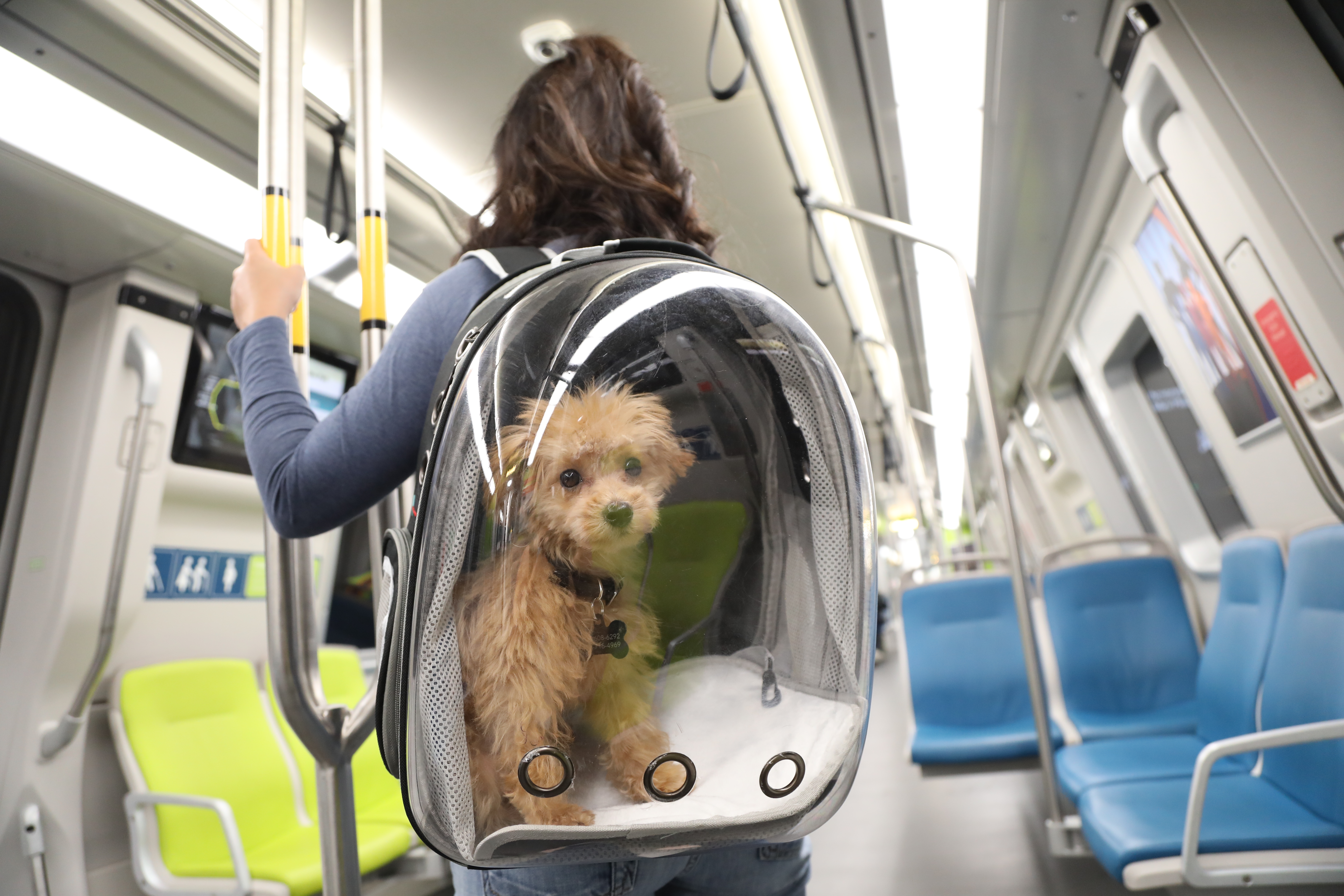 A pet in a carrier on board a train