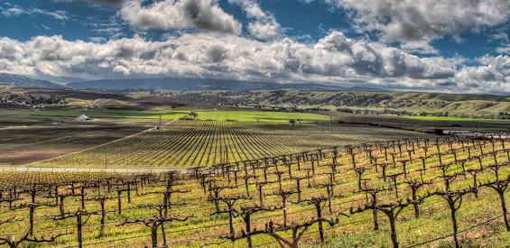 Wine Country Landscape