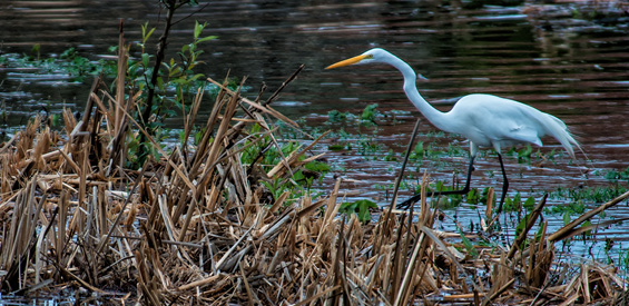 Enviormental Wetlands Crane in water