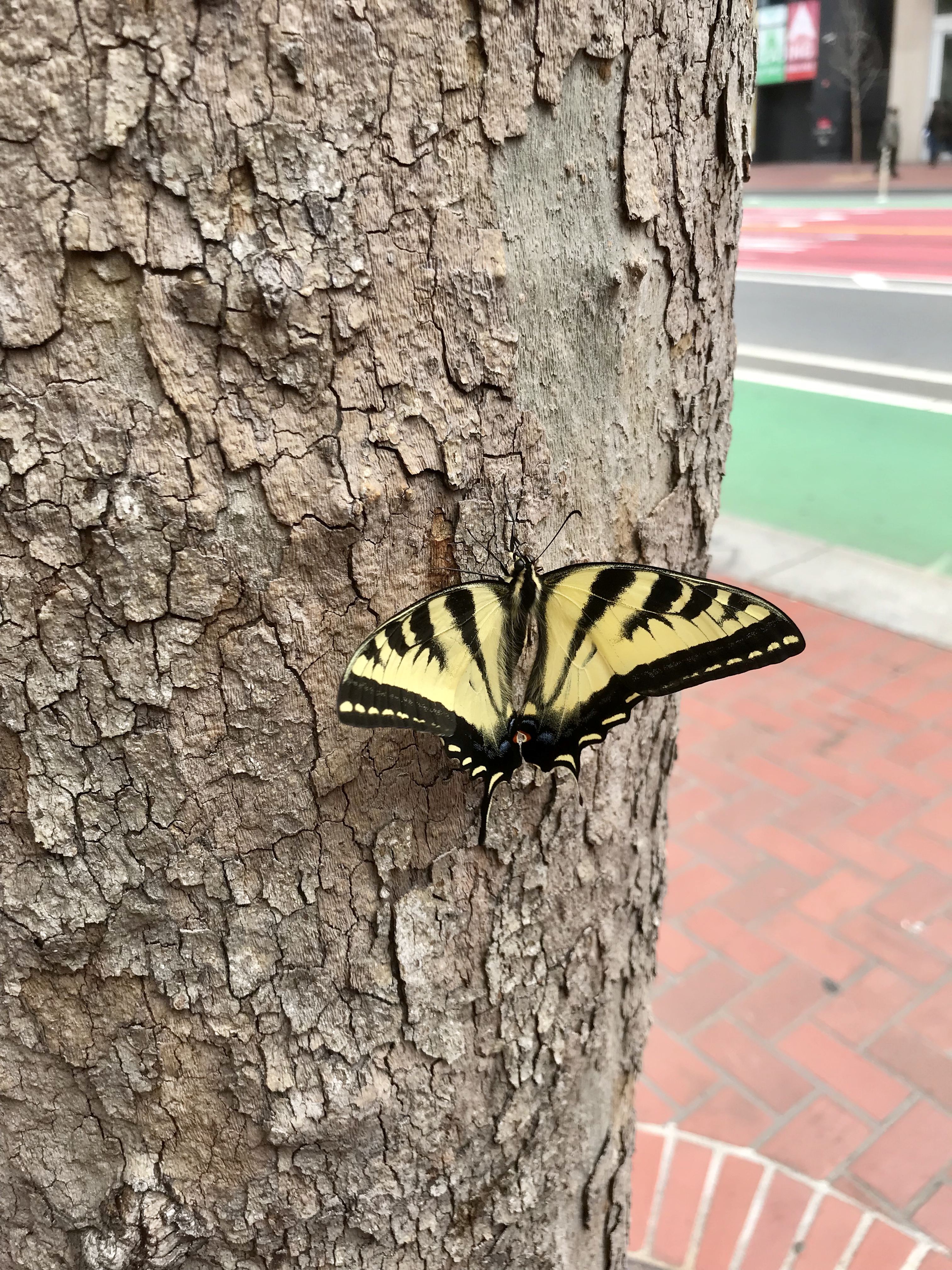 Western tiger swallowtail butterfly on a tree on Market Street