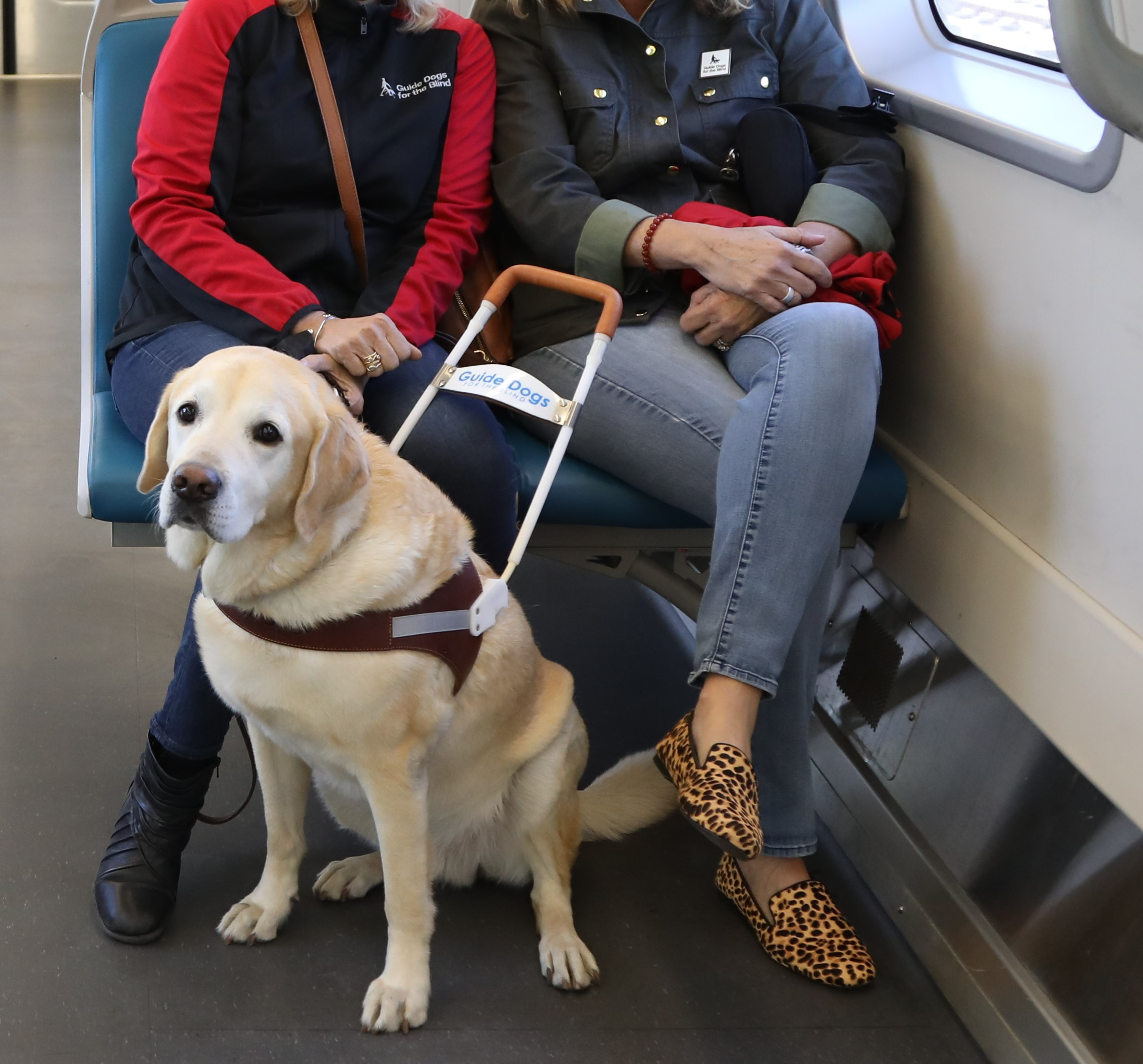 A service dog on a train