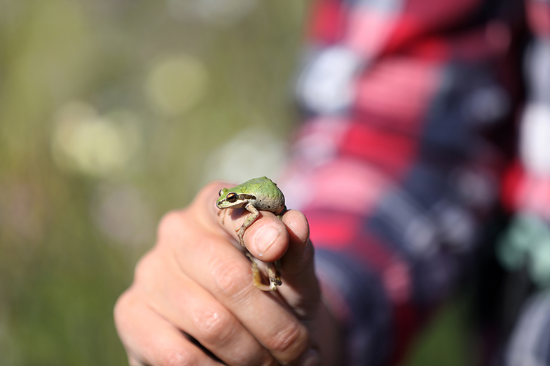 Natural beauty by BART: BART, Caltrain, and SFO converge at this nature preserve