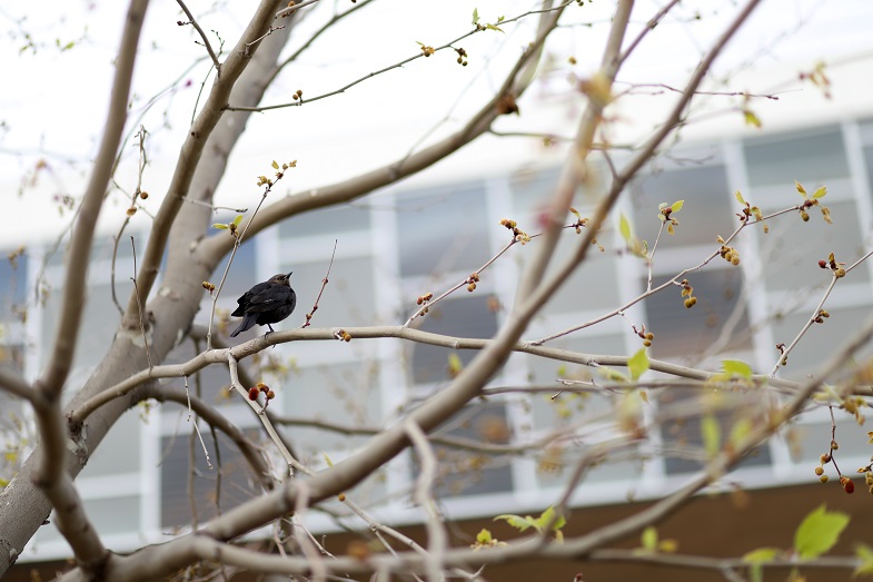 A Brewer’s blackbird sings a spring song in a tree outside the Warm Springs Station