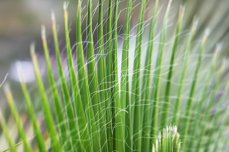 There’s beauty in these fronds blowing in the wind, if you take time to notice nature all around you at BART stations