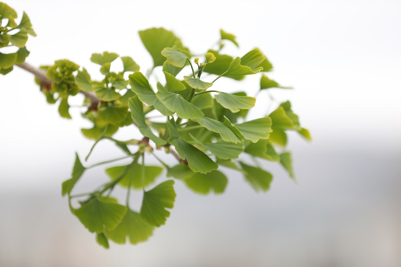 The Ginkgo tree (Ginkgo biloba) is one of the oldest flowering plants in the world.  Once endemic to a very small rural area in 
