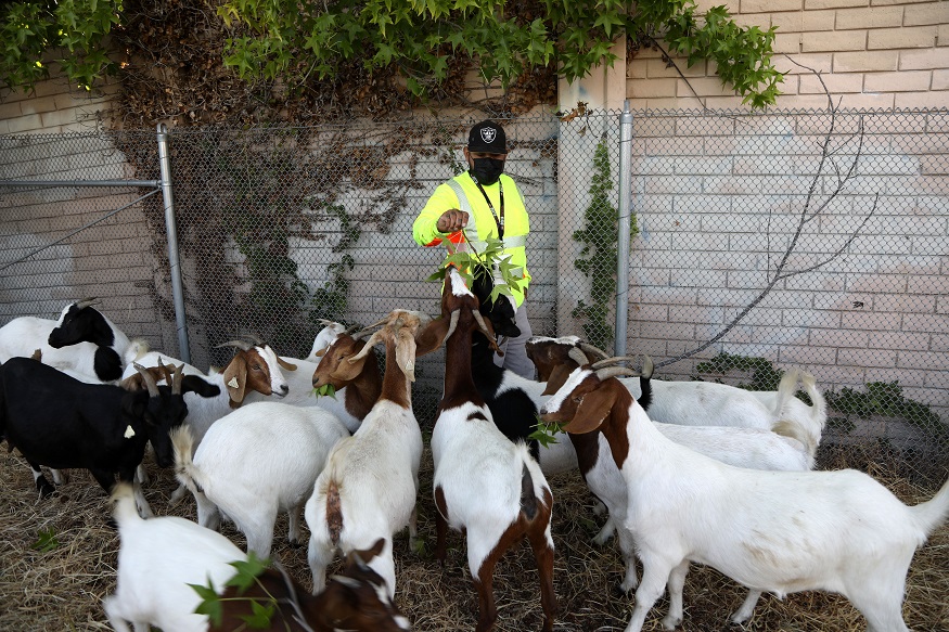Goats are explorative eaters and gather around a BART worker for a tasty leaf