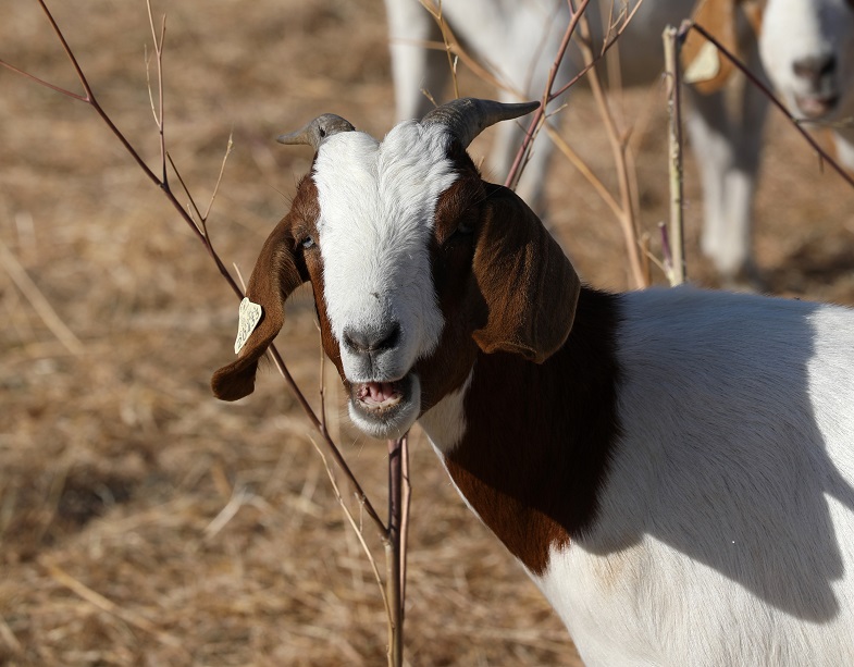 The goats left Fremont to do the next job between Lafayette and Walnut Creek