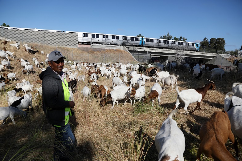 Goat herder Zenobio Ordonez with a herd of 700 goats near Fremont