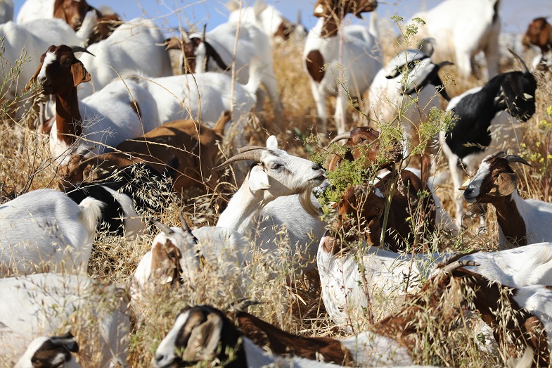   A “mob graze” of 700 goats that can clear more than an acre per day of brush