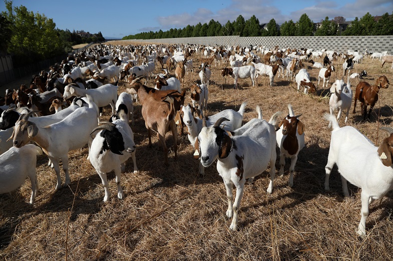 Goats are nearly finished grazing one parcel of land and ready to move on 