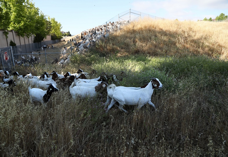 The goats begin their stampede from the now-grazed plot to a new one