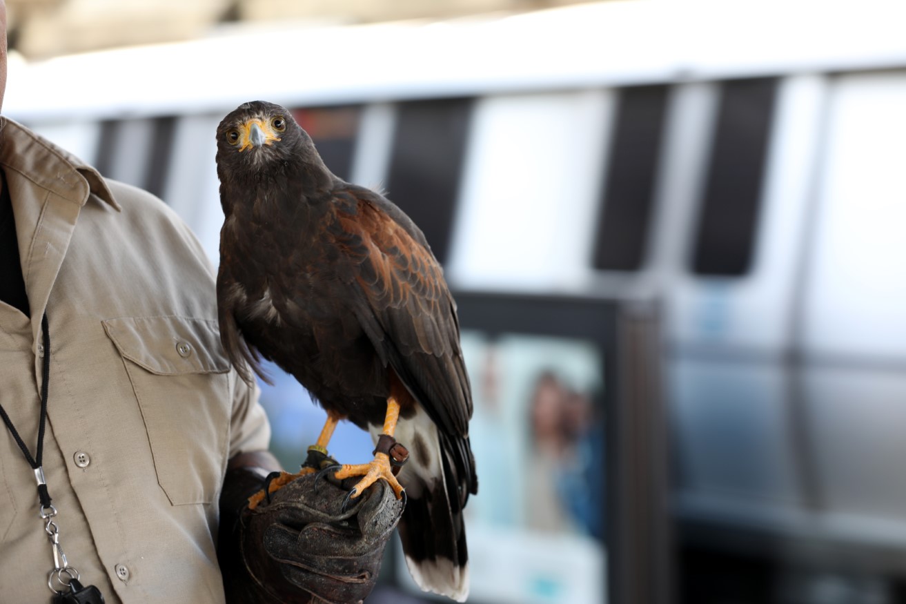 Harris hawk