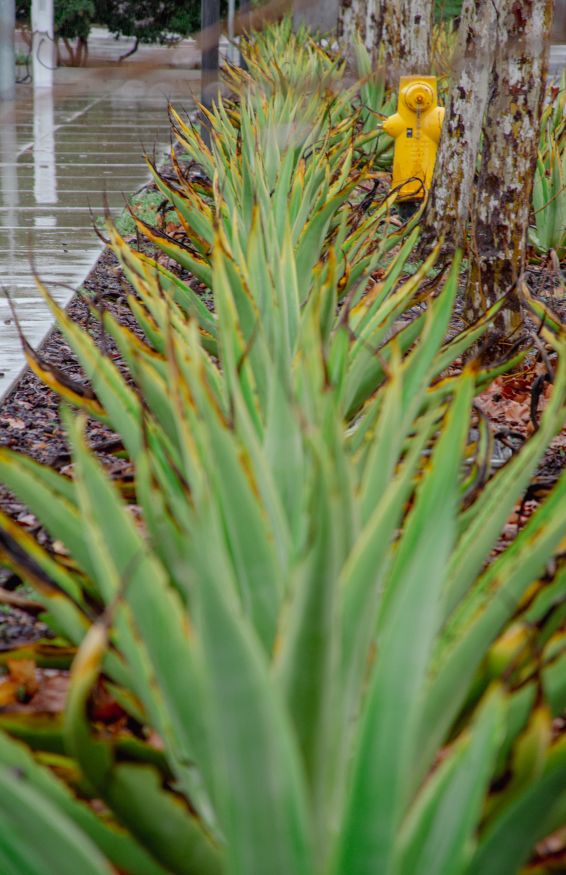 Agave plants are seen in the rain at Lafayette Station. 