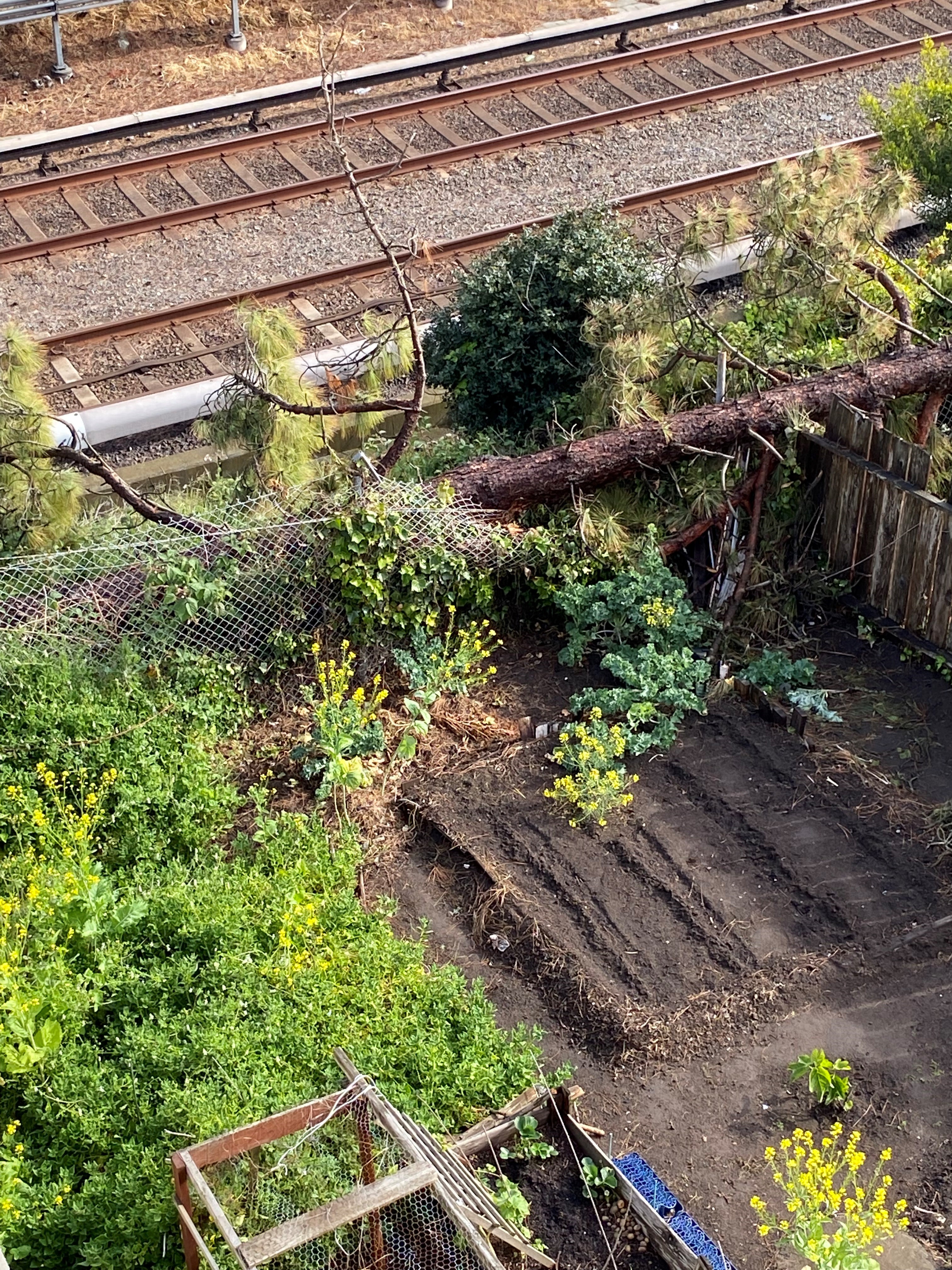 fallen tree