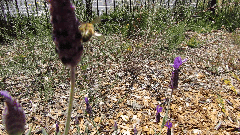Local pollinators are attracted to native plants