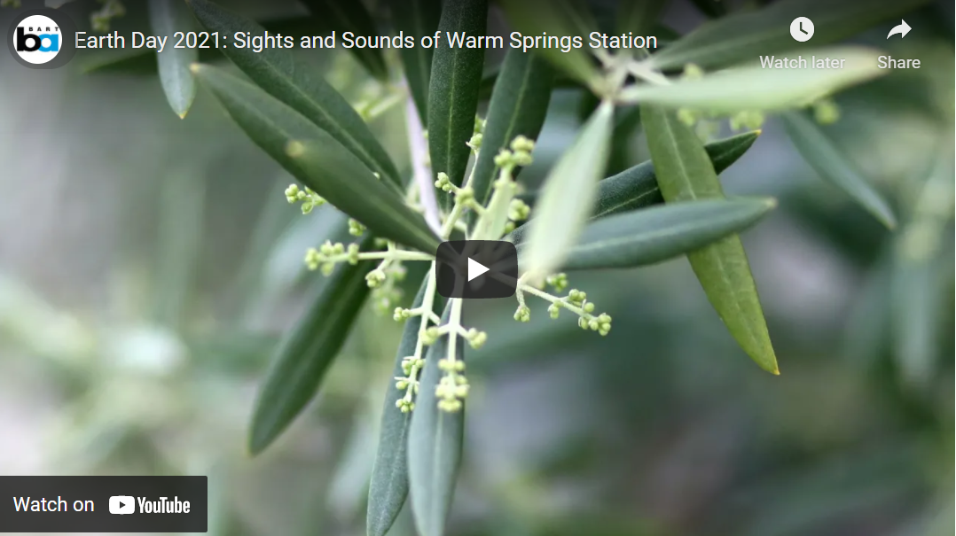 Warm Springs flora and fauna YouTube thumbnail 