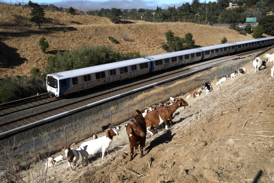  Grazing goats are back and reducing fire danger on BART property