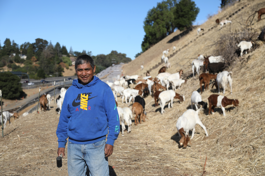  Grazing goats are back and reducing fire danger on BART property