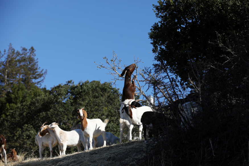 Grazing goats are back and reducing fire danger on BART property