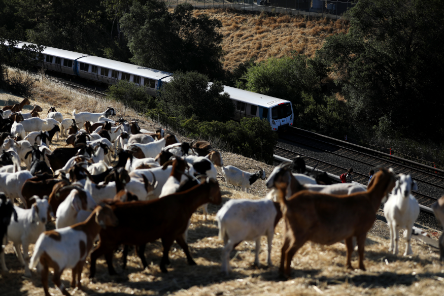  Grazing goats are back and reducing fire danger on BART property