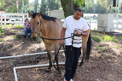 Horsemanship training