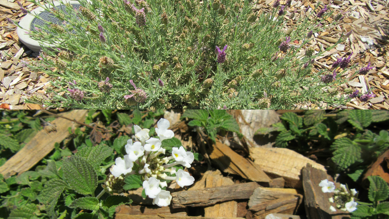 Lavender and lantana native plants