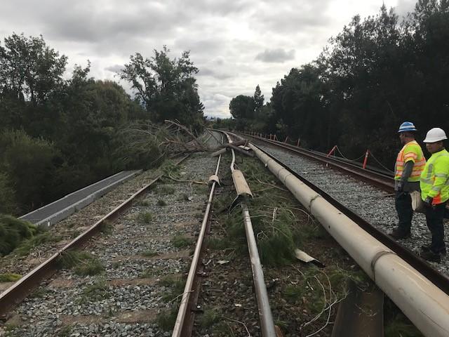 tree that fell onto BART tracks near Union City Station
