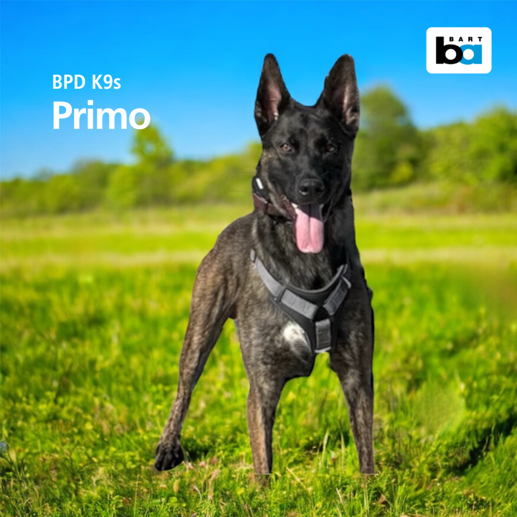 K9 Primo
