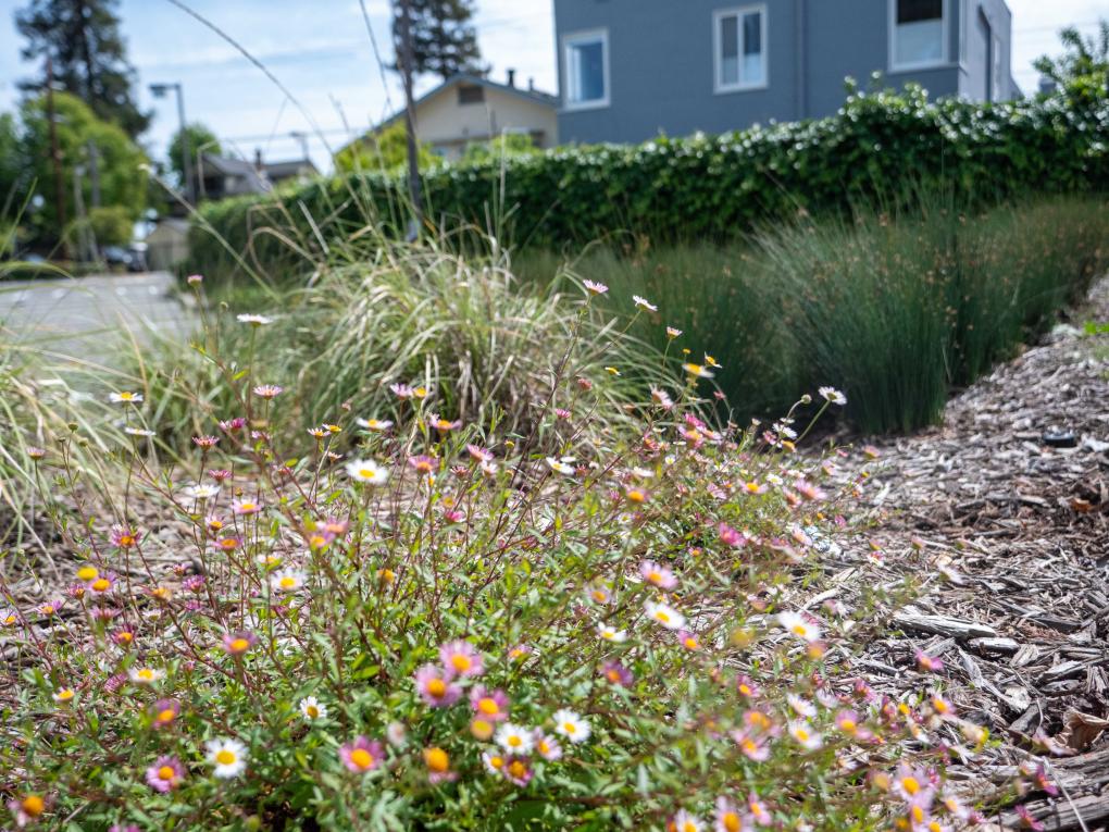 Photo of the bioretention planner at North Berkeley Station