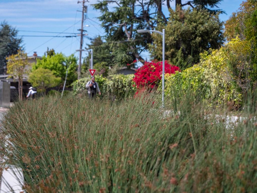 A photo of the bioretention area at North Berkeley Station next to a sidewalk with two people in the background