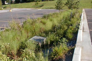 rain garden